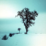 Ein silhouettenhafter, winterlich kahler birnbaum in verschneiter Szenerie. Eine niedrige Hecke führt von links fluchtend am Baum vorbei.