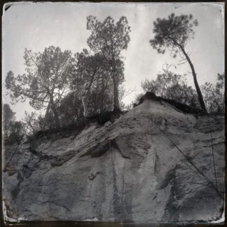 Ein schwarz-weiß Foto im retrostil, quadratisch. Bäume aus der Froschperspektive auf einer sandigen Abbruchkante