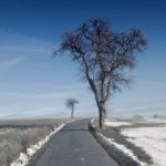 Blick einen Weg hinauf, an dessen Rand noch Schnee liegt. Blauer Himmel. Rechts groß ein Birnbaum. Im Hintergrund ein kleiner Apfelbaum, beide winterlich kahl.