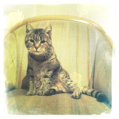 Katze hockt auf einem beige-grünlichen Sessel und schaut Dich an.