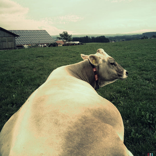 Der Blick folgt dem Rücken einer Kuh bis zum ins Profil gedrehten Kopf. Die Kuh trägt ein Halsband mit der Nummer 4 und 22. Im Hintergrund ein mit Solarzellen belegtes Scheunendach.