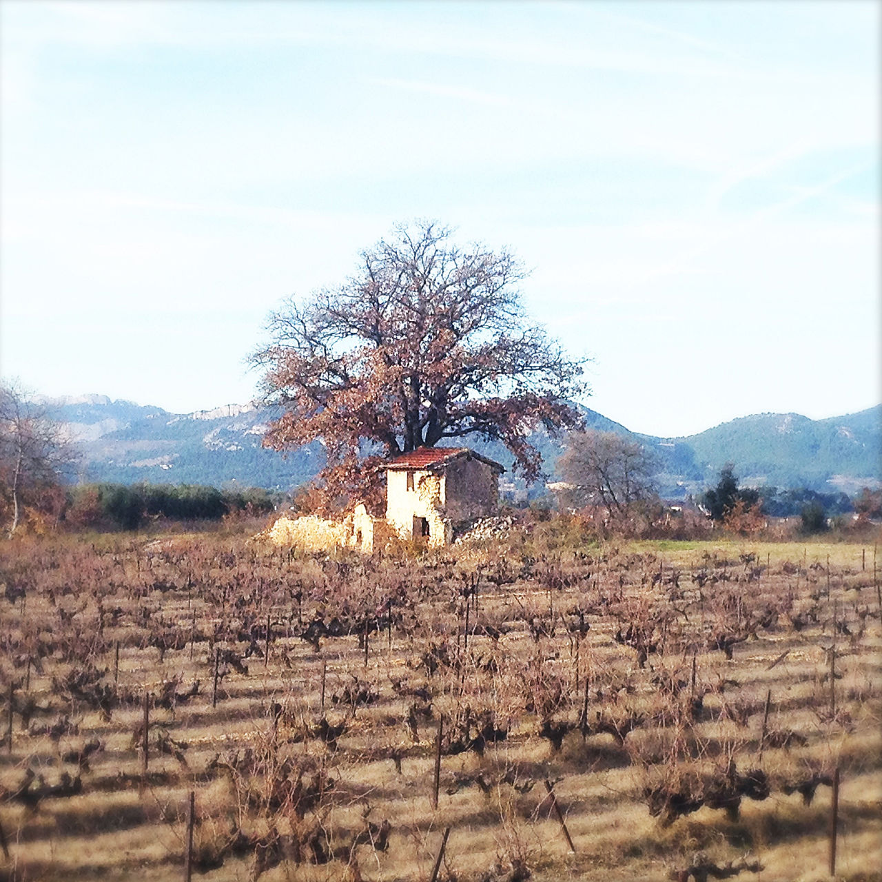 Blick über ein bräunliches Rebenfeld auf einen weit gefächerten Baum, vor dem ein Weinberghaus steht.