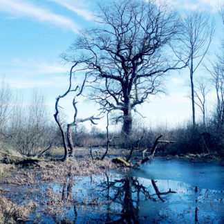 Eine Mardelle ist eine wassergefüllte Senke, die weder einen Zu-, noch einen Abfluss haben. Eiche vor tiefblauem Tümpel in lichtem Waldgebiet.