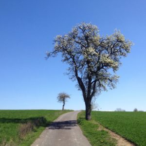 Blick einen schmalen Teerweg entlang, zu dessen Rechten ein blühender Birnbaum steht. Nahe des Fluchtpunkts am Horizont ein verkrüppelter Apfelbaum, winzig im Vergleich. Der Himmel blau. Grünkeimende Felder.