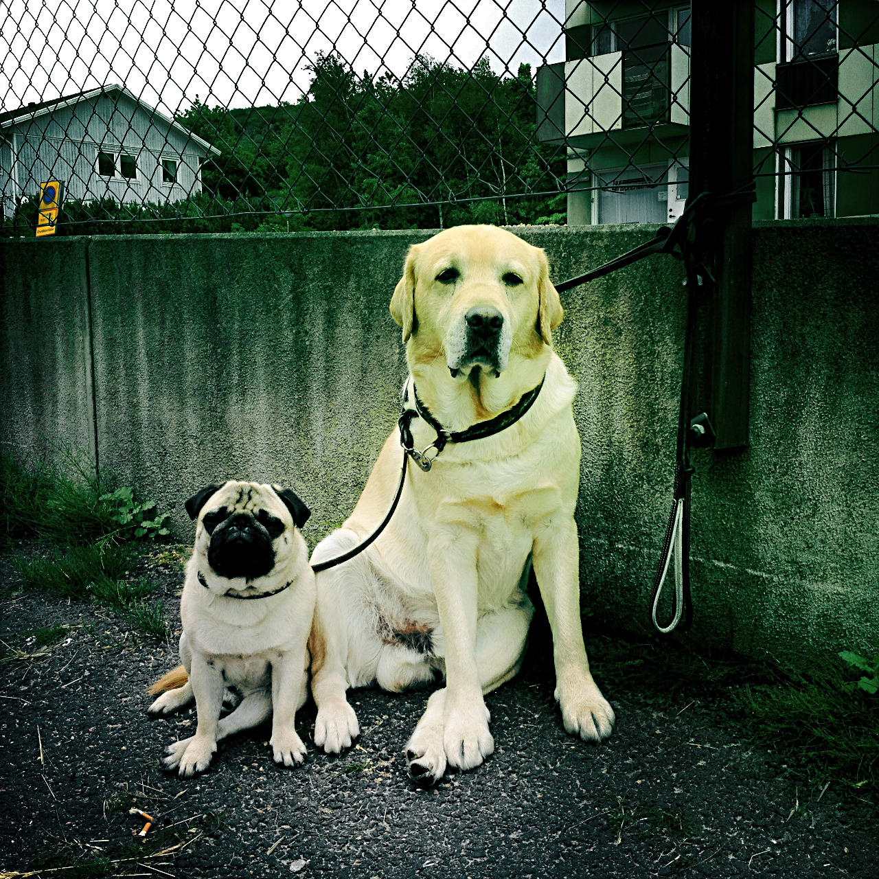 Ein großer Hund rechts, angeleint neben einem kleinen Hund vom Typ Mops sitzem vor einer hundesitzgrößehohen betonmauer, auf der Maschendrahtzaun gespannt ist.