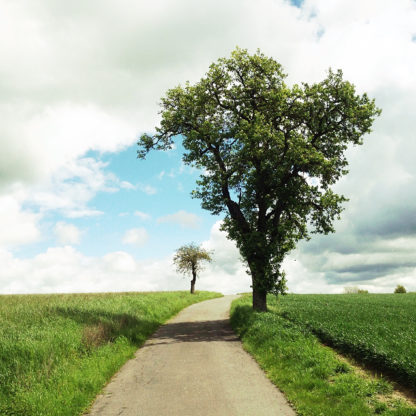 Blick einen schmalen Teerweg entlang, zu dessen Rechten ein jungblättriger Birnbaum steht. Nahe des Fluchtpunkts am Horizont ein verkrüppelter Apfelbaum, winzig im Vergleich. Der Himmel blau-weiß. Sattgrüne Felder.