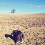 Auf einem abgeernteten Maisefeld kniet ein Mensch mit Rucksack und fotografiert einen Baum am Horizont.