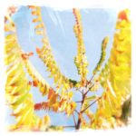 Nahaufnahme im Gezweig eines herbstlichen Essigbaums mit seinen hängenden, gelblich-grünen bis braunen Blättern vor blassblauem Himmel.