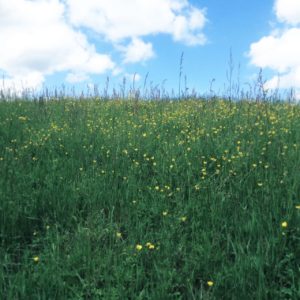 Die unteren beiden Drittel des Bilds zeigen eine Frühlingswiese mit Blumen, oben bläulicher Himmel mit weißen Wolken. Das Bild hat einen blassen Retro-Teint.