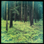 Die obere Hälfte des quadratischen Bilds zeigt Fichtenstämme im lichten Wald, unten ist der Waldboden spärlich begrünt. Das Bild hat einen schwarzen Rand.