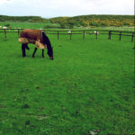 Etwas asymmetrisch steht ein Pferd im Profil links oben im Bild auf einer übersättigt grünen Wiese. Dahinter ein Zaun.