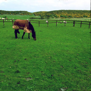 Etwas asymmetrisch steht ein Pferd im Profil links oben im Bild auf einer übersättigt grünen Wiese. Dahinter ein Zaun.
