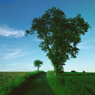 Mit einem leichten Grünstich und üppigem Grasbewuchs zeigt sich der untere Teil des Bilds, aus dem ein Birnbaum mit sattgrünen Blättern in den blauen Himmel ragt. Der Weg daneben fluchtet auf einen Apfelbaum.