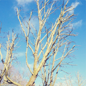 Blick in den hellblauen Himmel. Davor ein dünner Stamm in der Baumkrone und viele, noch unbelaubte Zweige.