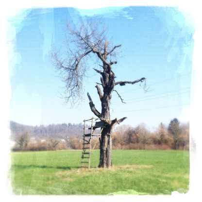 An einem kahlen Baum lehnt ein Hochsitz auf weitem Feld.