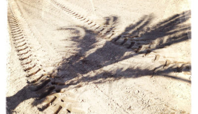 von links fällt der Schatten einer jungen Palme auf ein graubraunes, frisch eingesätes Feld. Deutlich zieht sich eine Traktorspur auf der planen Oberfläche.