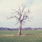 Ein kahler Baum mit deutlich abgestorbenen Ästen vor einem blassen, winterlichen Feld.