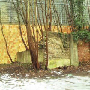 Blick auf eine winterliche Szene. Gelbbraune Wand hinter kahlen Bäumen, die ein Ensemble aus abgebrochenen Betonmauern umwuchern.