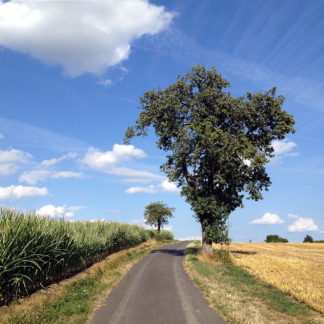 Vor blauem Himmel mit dicken weißen Schönwetterwolken schaut man einen schmalen Teerweg hinauf, an dem rechts ein Birnbaum steht, ein abgeerntetes Getreidefel. Links wächst Mais.