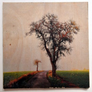 Birnbaum ohne Blätter rechts eines geteerten Weges. Im Hintergrund ein kahler Apfelbaum, fast weißer Himmel über nahezug giftgrüner aufkeimender Saat.