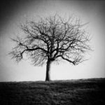 Ein schwarz-weiß Bild eines unbelaubten Obstbaums.