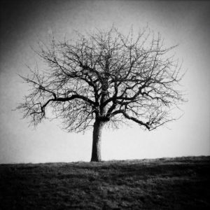 Ein schwarz-weiß Bild eines unbelaubten Obstbaums.