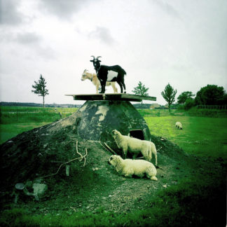 Eine schwarze und eine weiße Ziege stehen nebeneinander auf einem Podest vor flachem, grünlich verfärbtem Deichland. Zu ihren Füßen zwei Schafe.