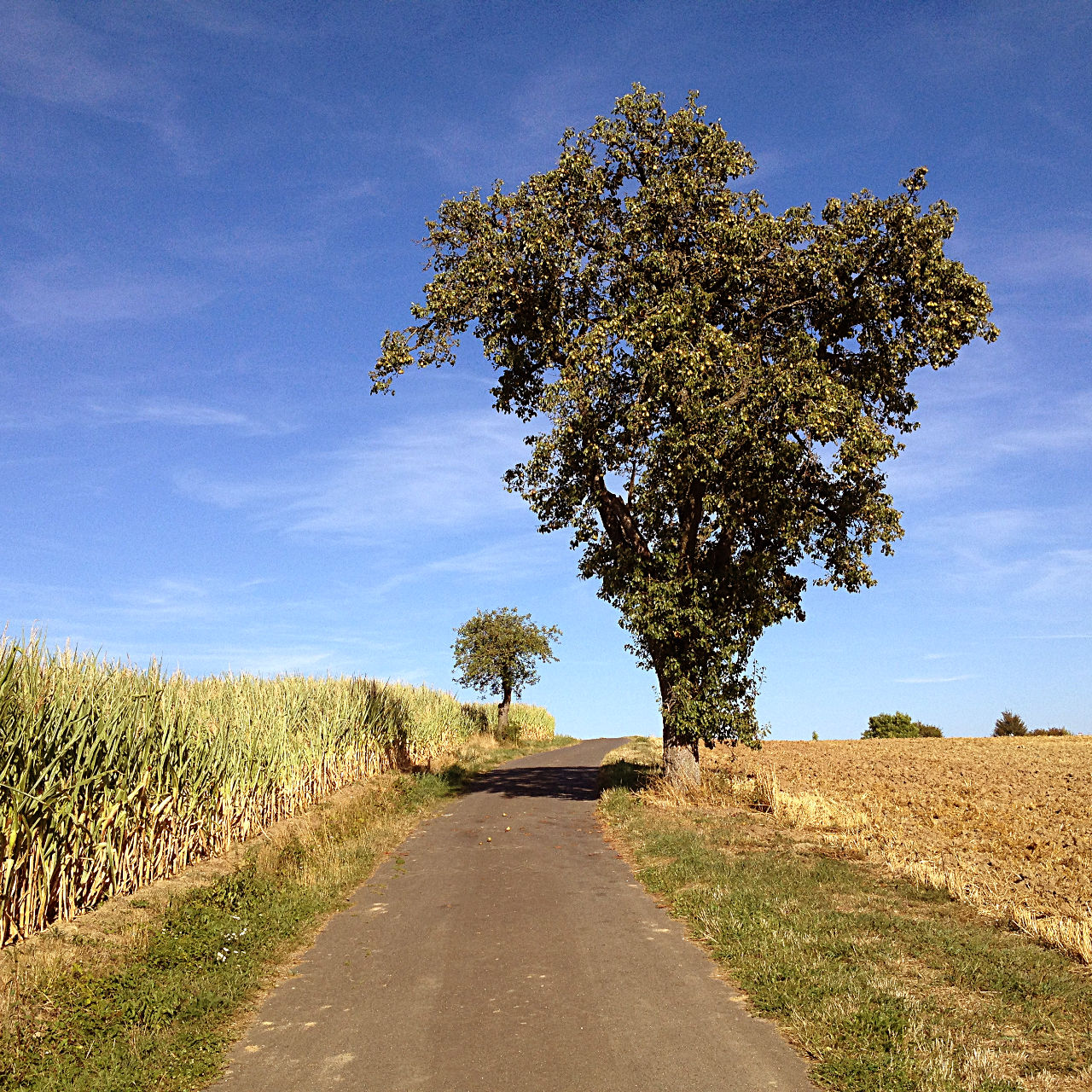 Vor blauem Himmel schaut man einen schmalen Teerweg hinauf, an dem rechts ein Birnbaum steht, ein abgeerntetes Getreidefel. Links wächst Mais.