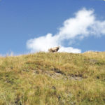 In Underfootperspektive blickt man eine Weide hinauf zum Horizont unter blauem Himmel mit weißer Wlke. Winzig lugt eine Kuh über den Horizont.