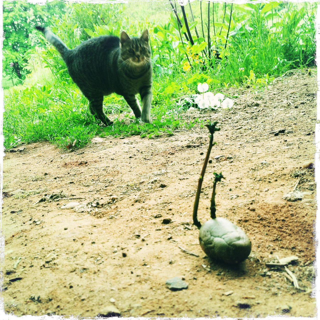Schief fotografiertes, grünliches Bild einer Kartoffel mit langem Keim, der mit dem Schwanz der Katze im Hintergrund gut korrespondiert