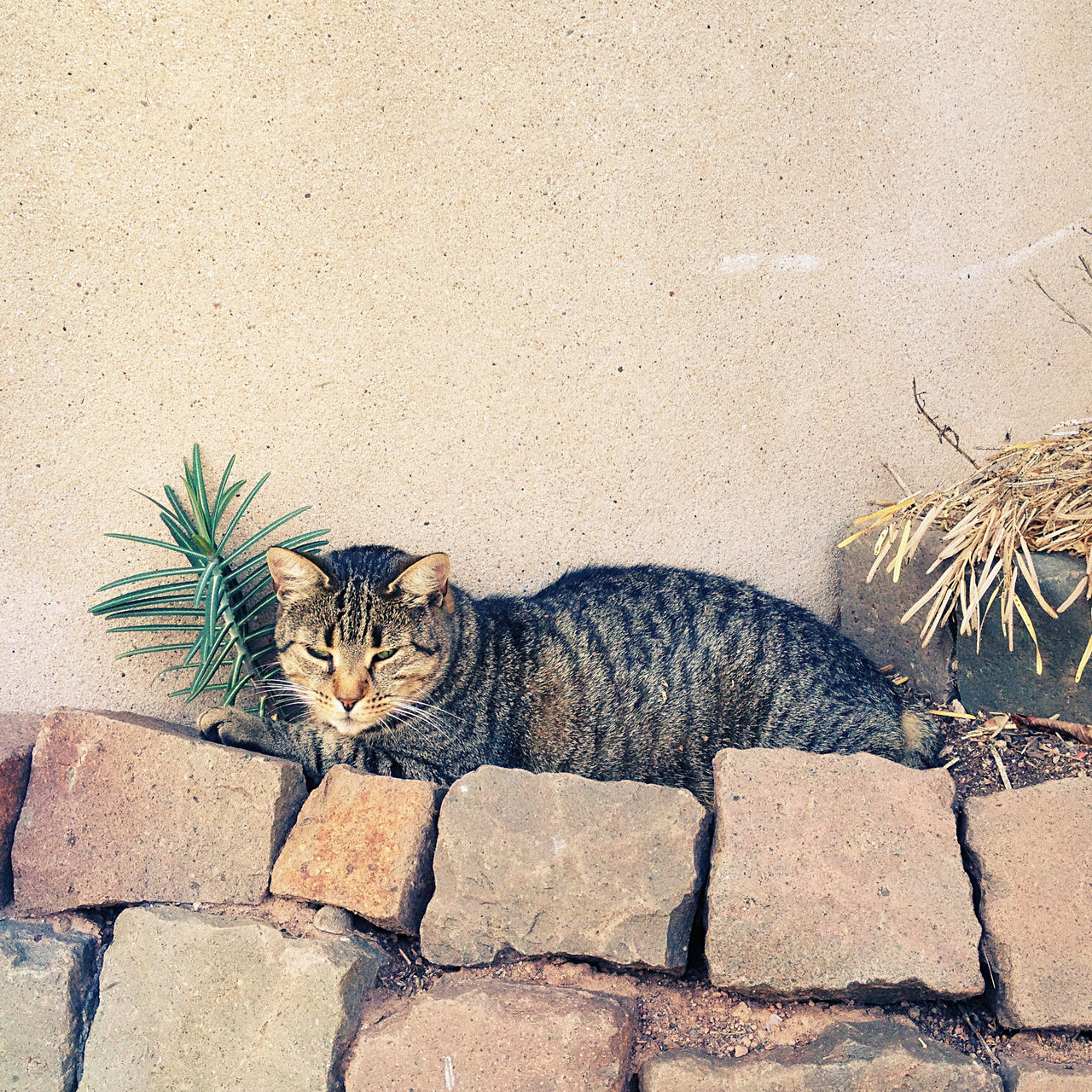 Auf einer Mauer aus Kopfsteinpflastersteinen ruht eine melierte Katze vor einem Wolfsmilchgewächs