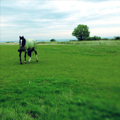 Asymmetrisches Bild eines Pferds auf grüner Koppel. Am linken Bildrand galoppiert das Tier auf den Betrachter zu.