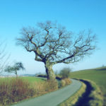 Kahler, weit auskragender, uralter Eichenbaum auf winterlichem Feld unter blauem Himmel