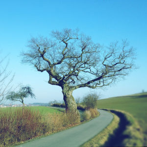 Kahler, weit auskragender, uralter Eichenbaum auf winterlichem Feld unter blauem Himmel