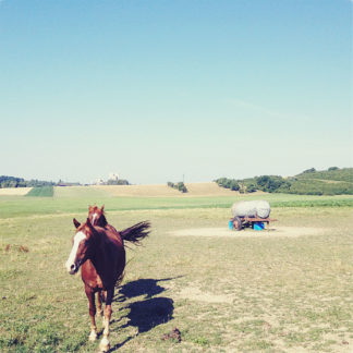 Ein rotbraunes Pferd galoppiert auf den Betrachter zu. Blassblauer Himmel über vertrockneter Weide.