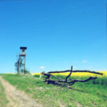 Das Langholz im Vordergrund führt den Blick auf einen einzelstehenden Hochsitz unter hellblauem Himmel an gelb blühendem Rapsfeld.