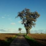 Ein nahezu unbearbeitetes, ungeapptes Bild. Klarer Himmel, herbstlicher Baum, langer Schatten im Vordergrund und links des Wegs, der das Bild durchzieht, ein winziger Apfelbaum am Horizont. Kahle, geeggte Felder rechts und links.