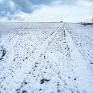 Auf kahlem, winterlichem, abgeerntetem Maisfeld, aus dem noch Stoppeln ragen, liegt dünner Schnee. Zwei Spuren führen ähnlich wie Eisenbahnschienenweichen schräg auseinander gen Horizont, an dem ein winterlicher blauer Himmel mit weißen Wolken liegt.