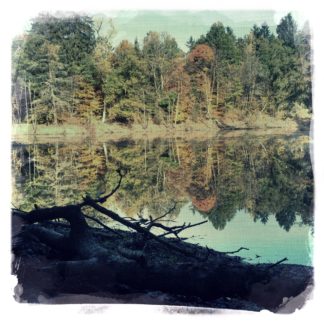 Blick auf einen Weiher über Totholz im Schatten bis zum sonnenerleuchteten Hintergrund jenseits des Weihers, in dem sich der bewaldte Uferbereich aus Mischwald spiegelt.