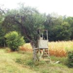 Ein Jagdhochsitz lehnt eng angeschmiegt an einen Obstbaum auf einer Streuobstwiese