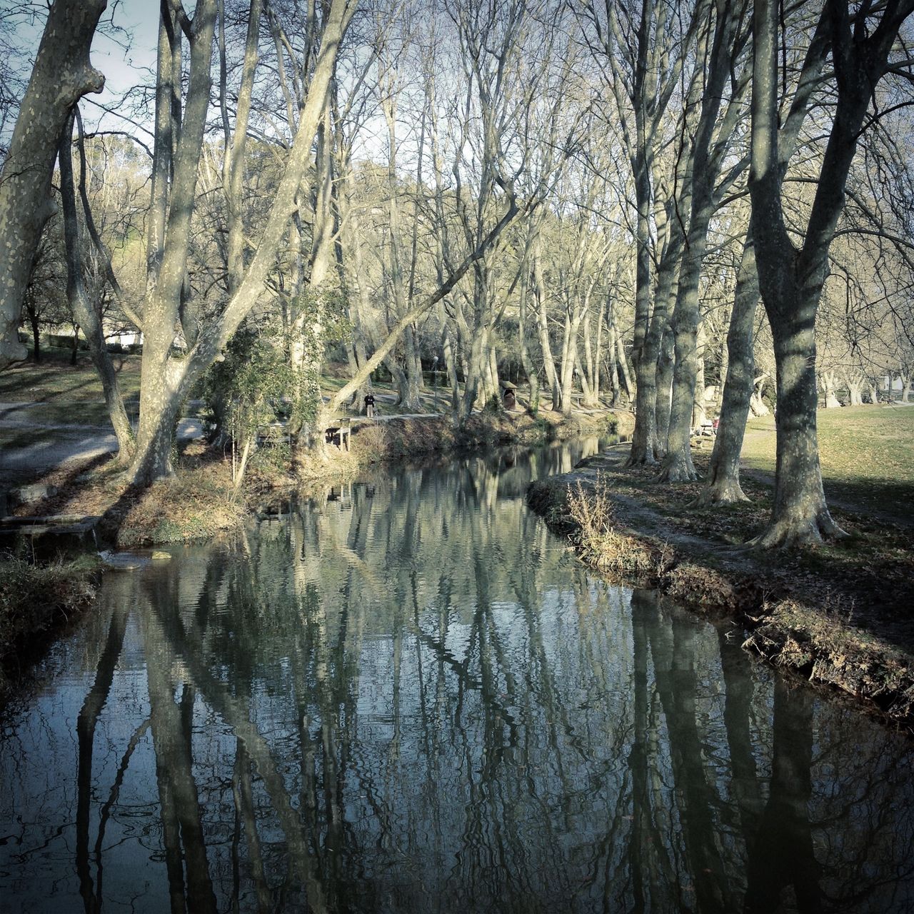 In einem ruhigen Gewässer spiegeln sich winterkahle Bäume.