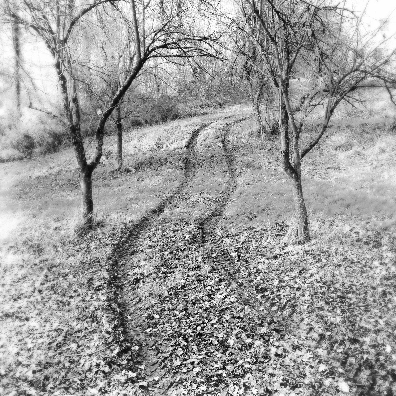 Ein Obstgrundstück, durch das eine geschlängelte Traktorspur vorbei an kleinen Obstbäumen führt. Schwarz-weiß-Bild.
