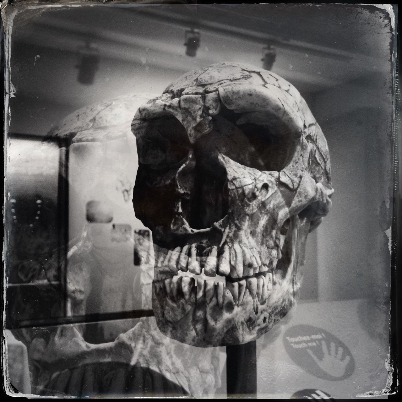 Schwarz-weiß-Foto eines Schädels in einem Museum. Die fliehende Stirn verrät, dass das Relikt zehntausende Jahre alt sein muss.