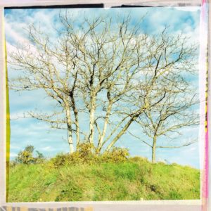 Underfootaufnahme junger, unbelaubter Bäume vor hellblauem leicht bewölktem Himmel an einem mit Ginster und giftgrünem Gras bewachsenen Hügel. Das Bild hat einen künstlichen Rahmen aus scheinbar wahllos geklebtem rosa, gelbem, gemustertem Dekoklebeband.