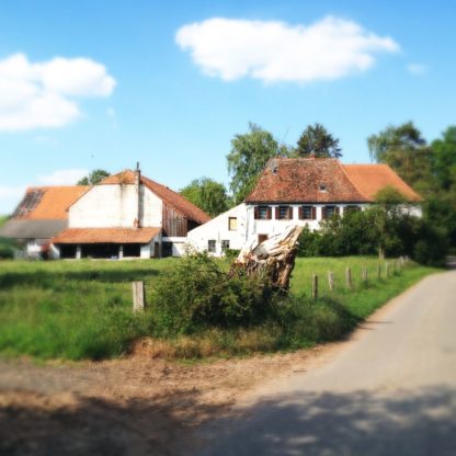 Dicker, gestutzter Weidenbaum vor Wiese vor altem Bauernhaus.