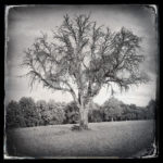 Ein Vintage-schwarz-weiß-Bild eines prächtigen Baums mit großer, laubloser Krone.