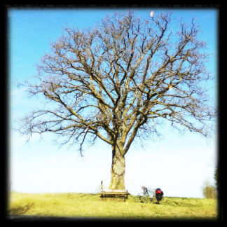Ein Baum im offenbaren Frühling noch ohne Blätter mit weiter runder Krone und mannigfaltigem Geäst. In dem quadratischen Bild mittig und daruter eine Parkbank, sehr klein, ein Fahrrad und ein Mensch im Schneidersitz rechts daneben.