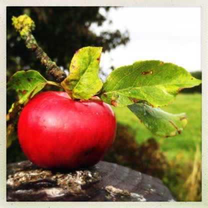 Frisch geernteter roter Apfel auf Stein mit Stiel und Blättern vor Landschaft.