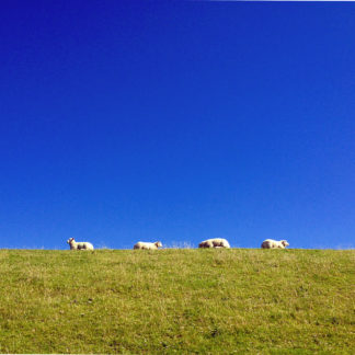 Zwei Drittel des Bildes sind tiefblauer Himmel, darunter eine scharfe Horizontlinie gen grüne Wiese, auf der einige Schafe im Profil grasen.