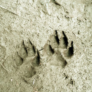 Monochrom grau, Sand, in dem zwei Tiertazenabdrücke nebeneinander liegen. Deutlich sieht man die Fußballen und je vier Zehenabdrücke mit spitzen Krallen. Schatten fällt von rechts in die Mulden der Abdrücke.